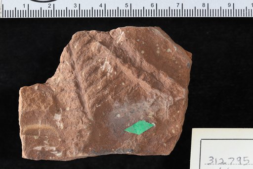 Walchia gracillima White