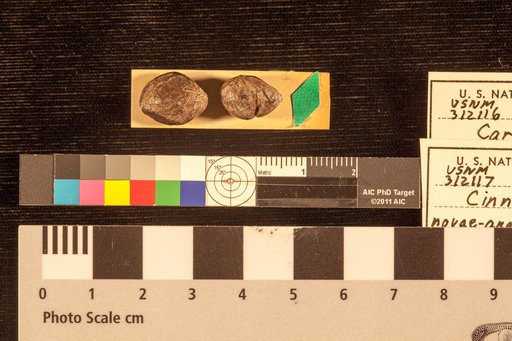 Carpolithes bursaeformis Lesquereux