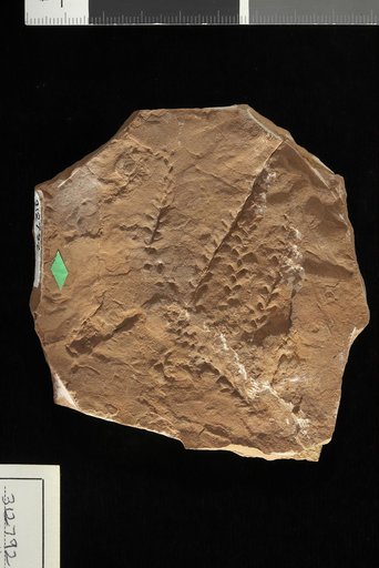 Pagiophyllum dubium White