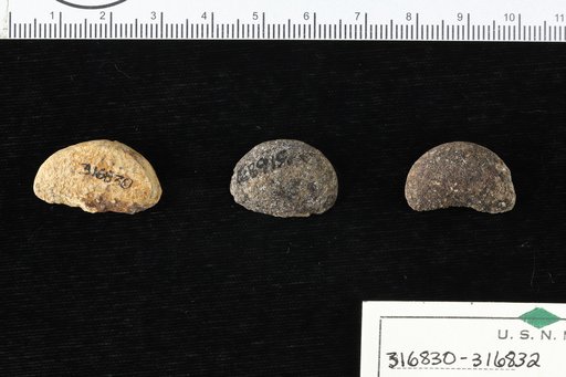 Anacardium peruvianum Berry