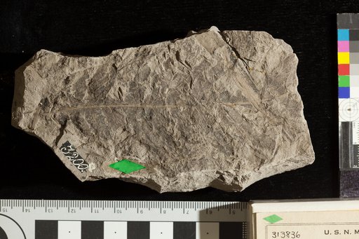 Cladophlebis falcata Fontaine