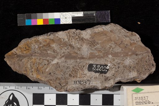 Cladophlebis falcata Fontaine