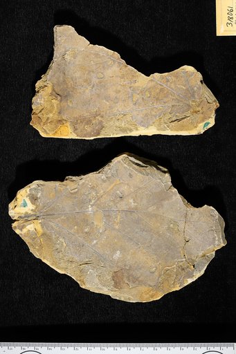 Platanus latior (Lesquereux) Knowlton