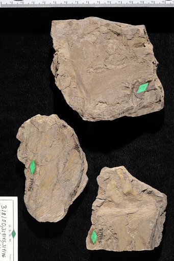 Phyllites asplenoides Berry