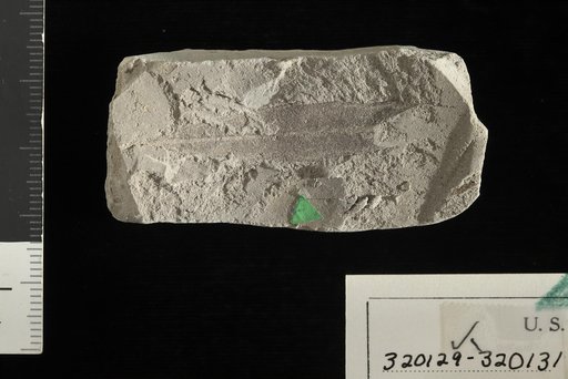 Dryophyllum gracile Debey