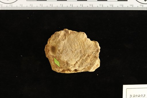 Echites ettingshauseni Berry