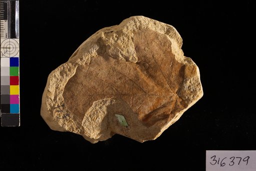 Menispermites latahensis Berry