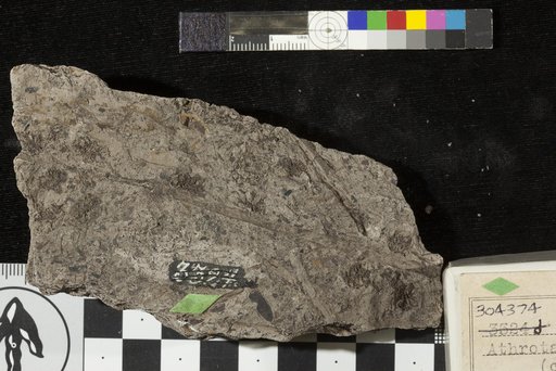 Athrotaxopsis grandis Fontaine