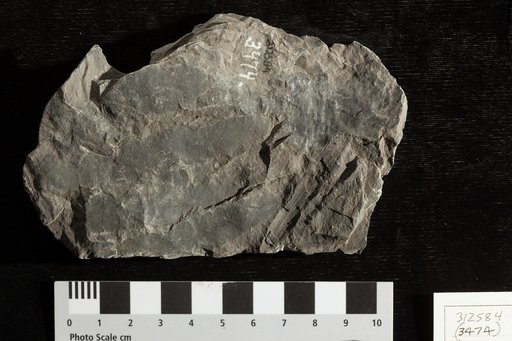 Asterocarpus virginiensis var. obtusilobus Fontaine