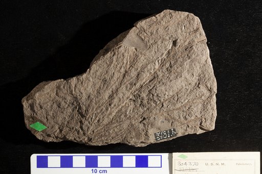 Athrotaxopsis expansa Fontaine