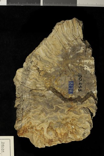 Cycadella jurassica Ward