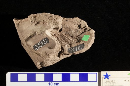 Thyrsopteris angustiloba Fontaine