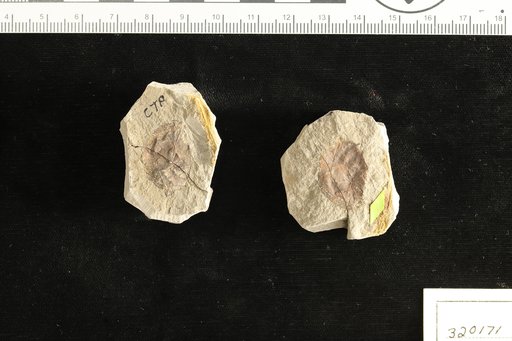 Pithecolobium presaman Berry