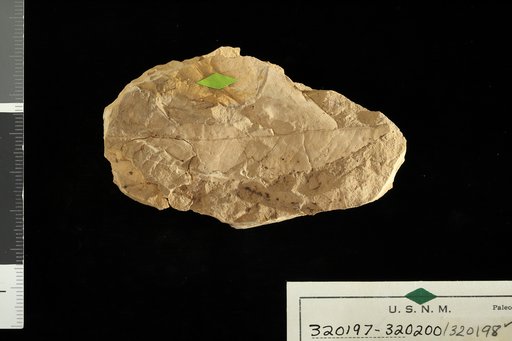 Trichilia hirtaformis Berry