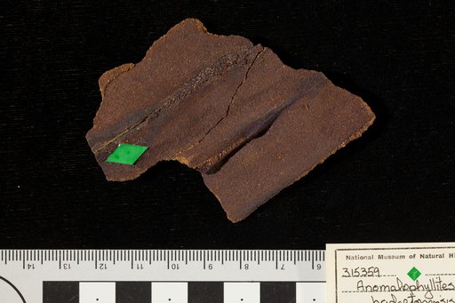 Amomalophyllites bridgetonensis Hollick