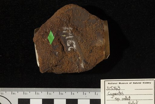 Cyperites sp indet. Hollick