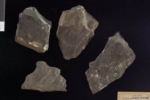Dombeyopsis platanoides Lesquereux