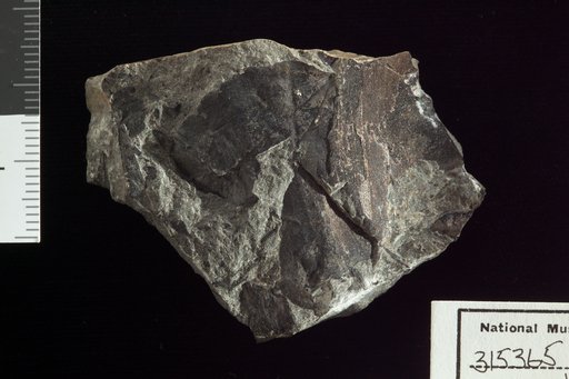 Genus indet. sp indet. Newberry