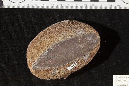 Laurus superba Saporta
