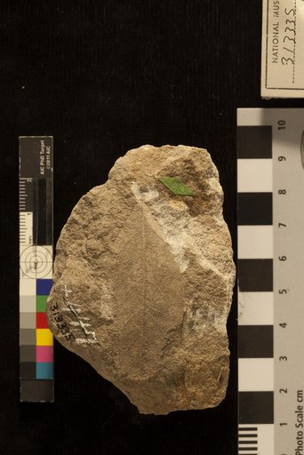 Rhamnites intermedius Lesquereux