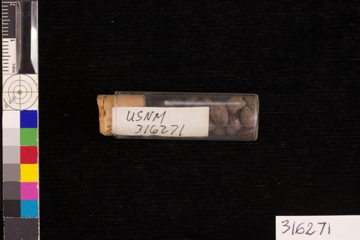 Staphylea trifolia Linnaeus