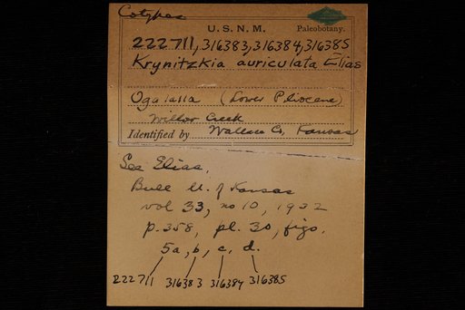 Krynitzkia auriculata Elias