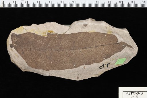 Rhus merrilli Chaney