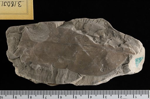 Juglans arctica Heer