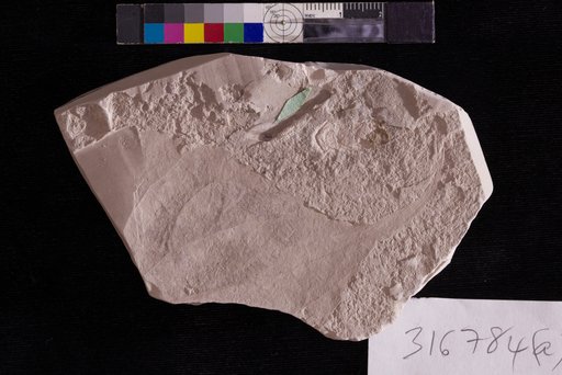 Grewiopsis tennesseensis Berry