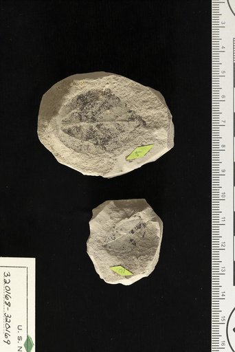 Momisia asperulaformis Berry