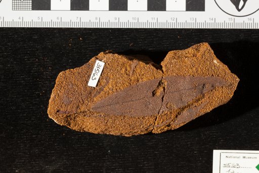Litsea delphica Saporta