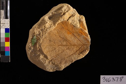 Menispermites latahensis Berry