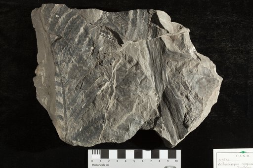 Asterocarpus virginiensis Fontaine