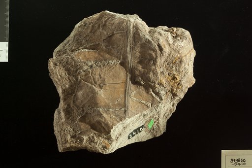 Platypterigium rogersianum Fontaine