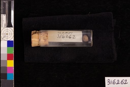 Prunus serotina Ehrhart