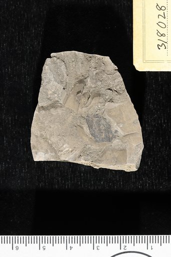 Marattia cretacea Velenovsky