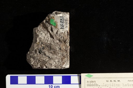 Aspidium heterophyllum Fontaine