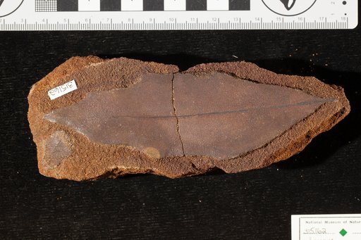 Laurus larguensis Saporta