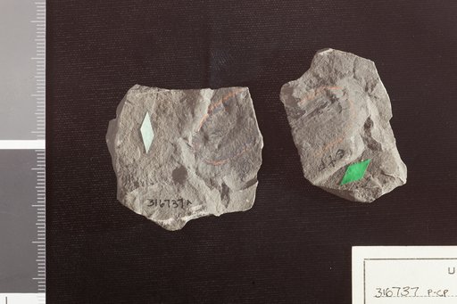Rhynchostegium knowltoni Britton