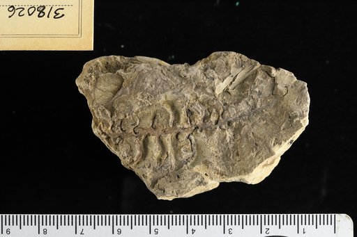 Geinitzia formosa Heer