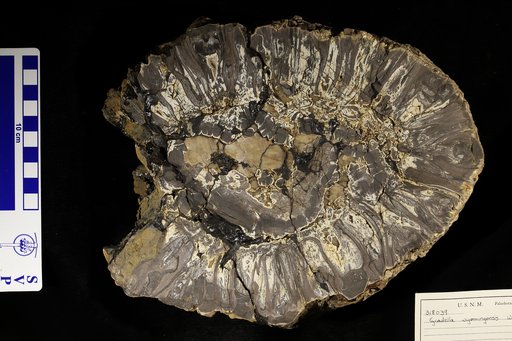 Cycadella wyomingensis Ward