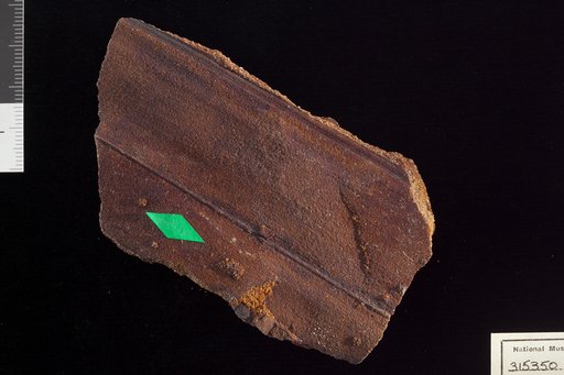 Amomalophyllites bridgetonensis Hollick