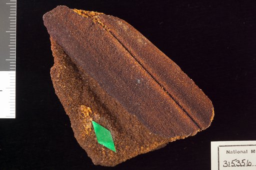 Amomalophyllites bridgetonensis Hollick