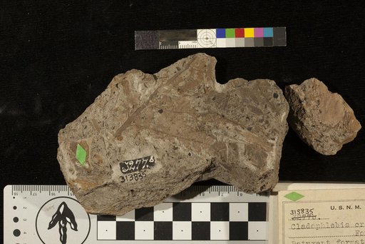 Cladophlebis crenata Fontaine