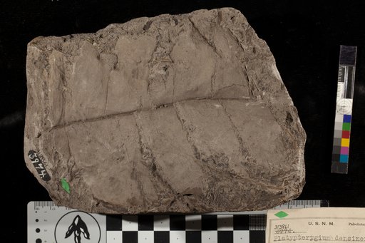 Platypterigium densinerve Fontaine