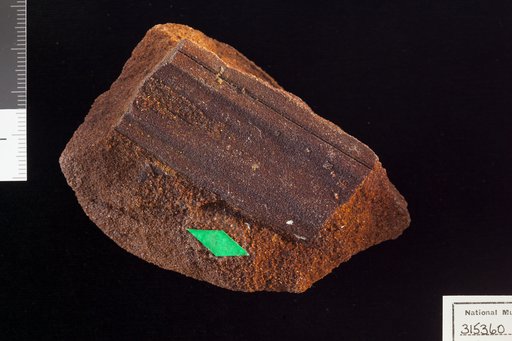Amomalophyllites bridgetonensis Hollick