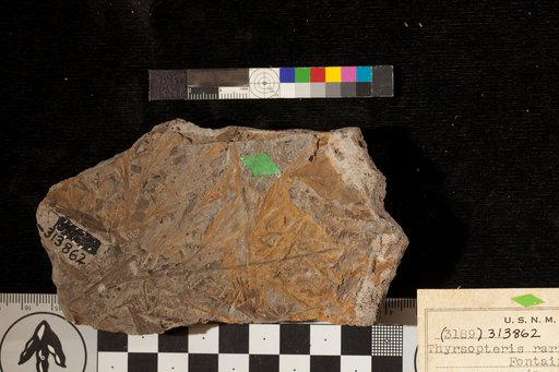Thyrsopteris rarinervis Fontaine