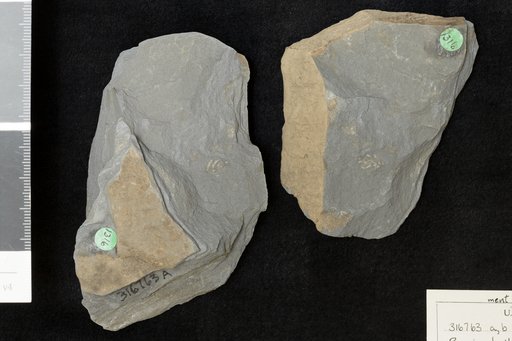 Pagiophyllum peregrinum (Hutton & Lindley) Schenk