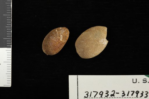 Anona peruviana Berry