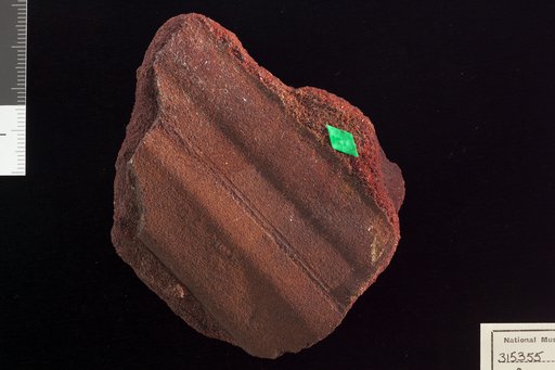 Amomalophyllites bridgetonensis Hollick